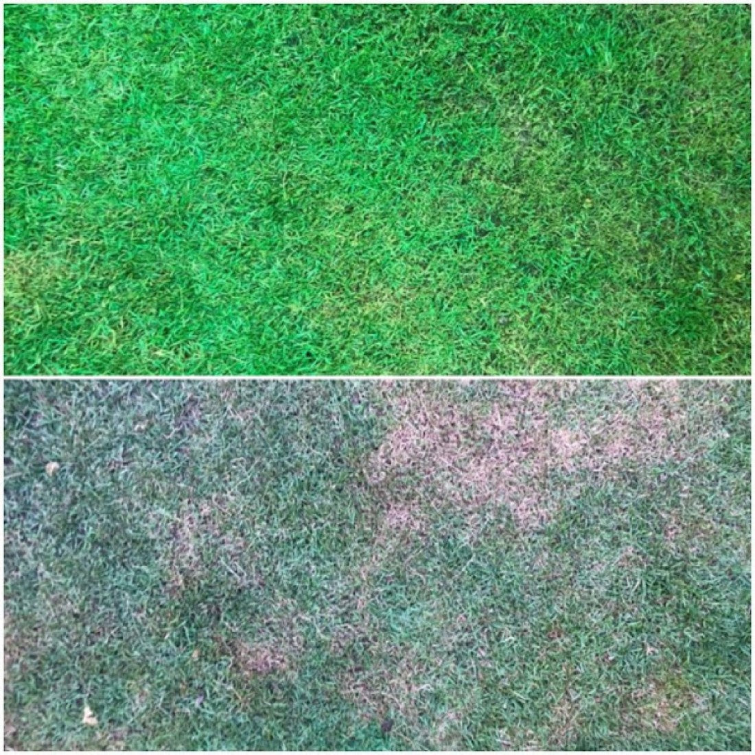 Vopsea Ecologică pentru Iarbă și Gazon – Grass Paint