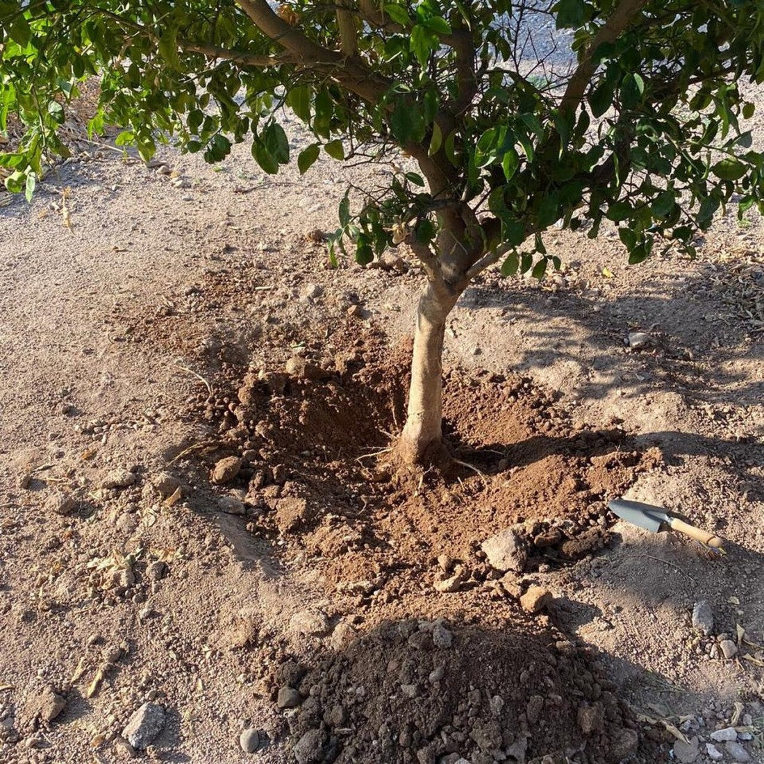 Aditiv Pentru Sol Care Reține Apa și Reduce Udările – SOIL WATER TRAP