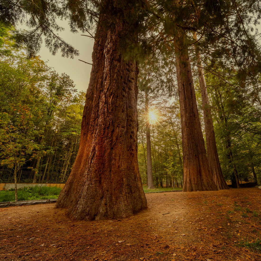 Rezervă odorizant cameră RED SEQUOIA – ulei esențial cu note lemnoase
