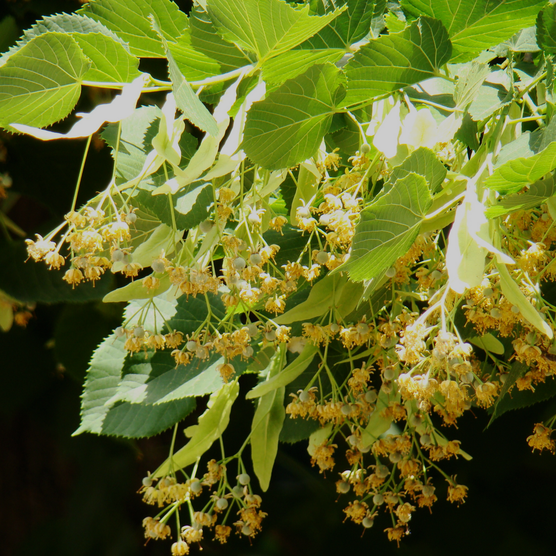 Rezervă odorizant cameră TILA – ulei esențial cu parfum floral natural